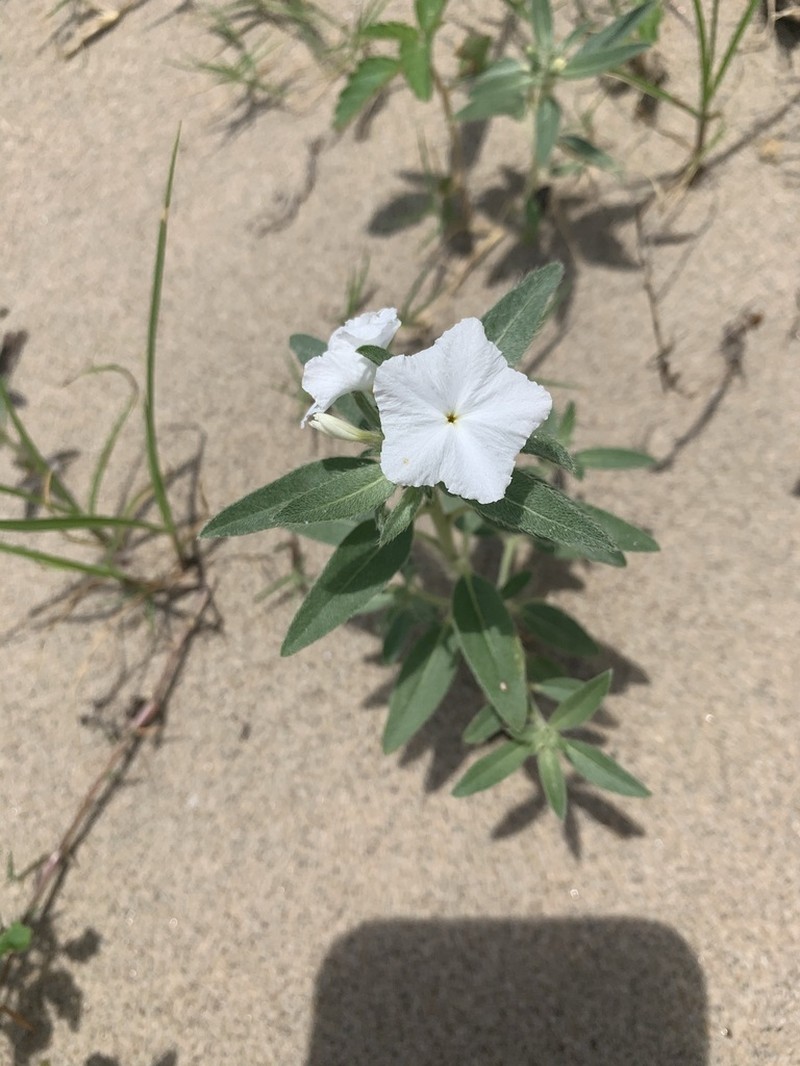 Phlox Heliotrope photo 3
