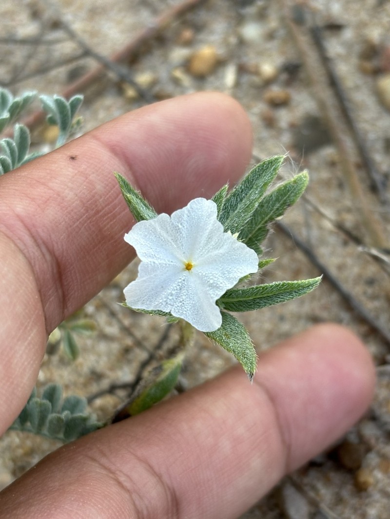 Phlox Heliotrope photo 4
