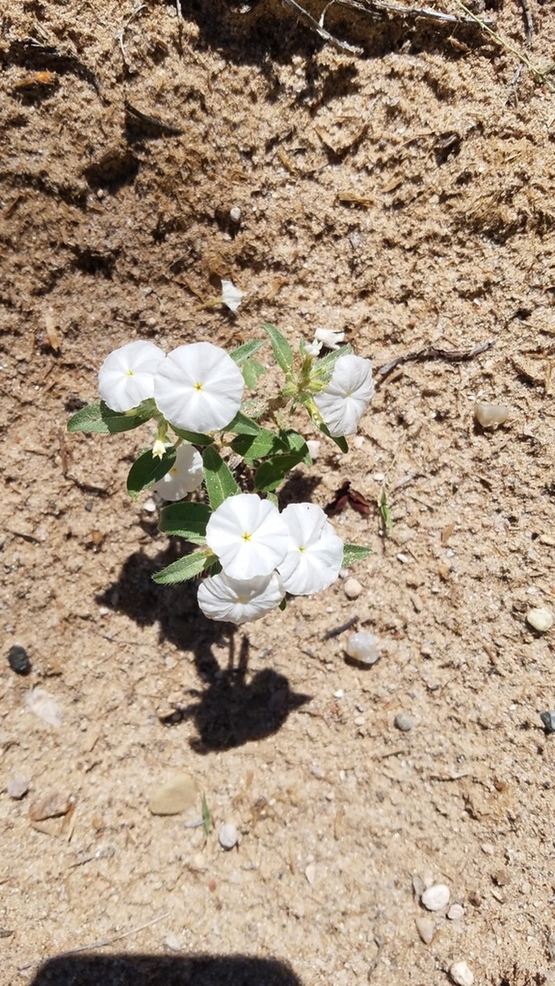Phlox Heliotrope photo 5