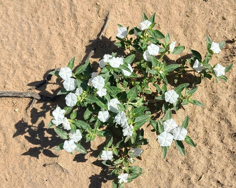Phlox Heliotrope photo 7