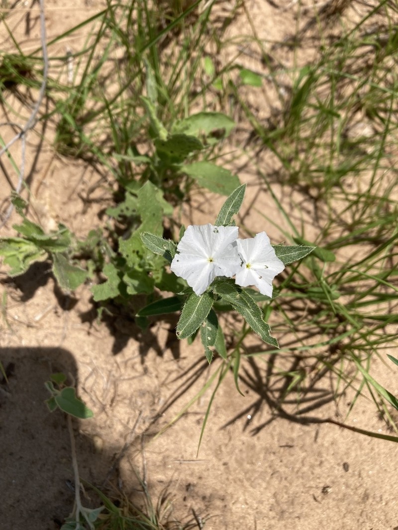 Phlox Heliotrope photo 8