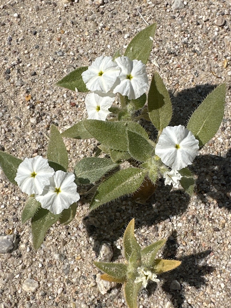 Euploca convolvulacea subsp. californica
