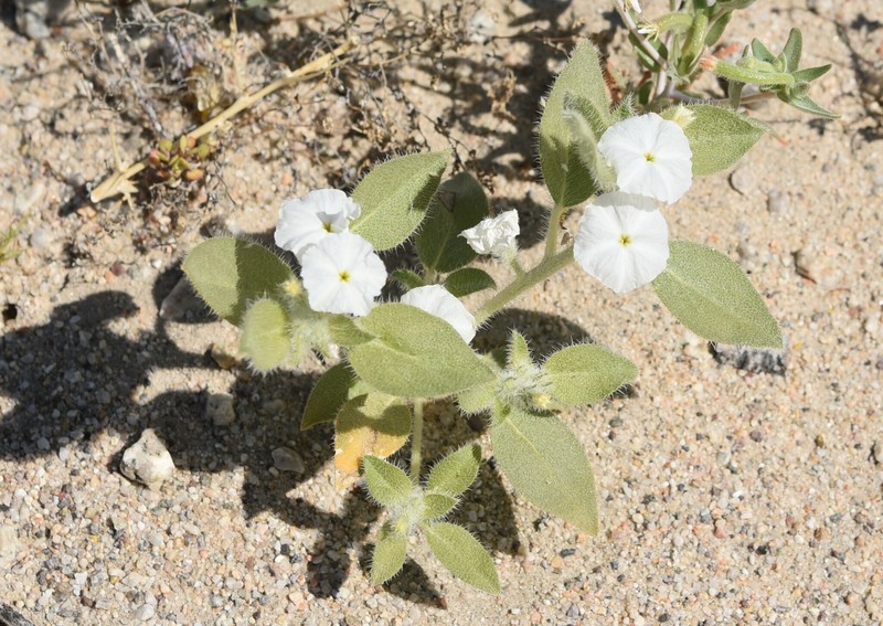 Euploca convolvulacea subsp. californica photo 2