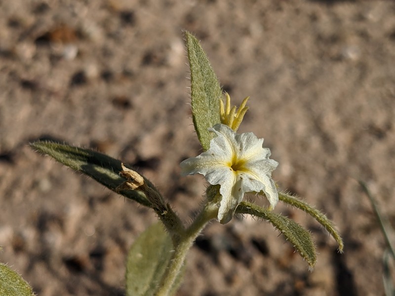 Euploca convolvulacea subsp. californica photo 3