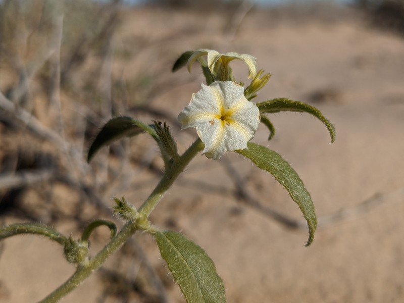 Euploca convolvulacea subsp. californica photo 4
