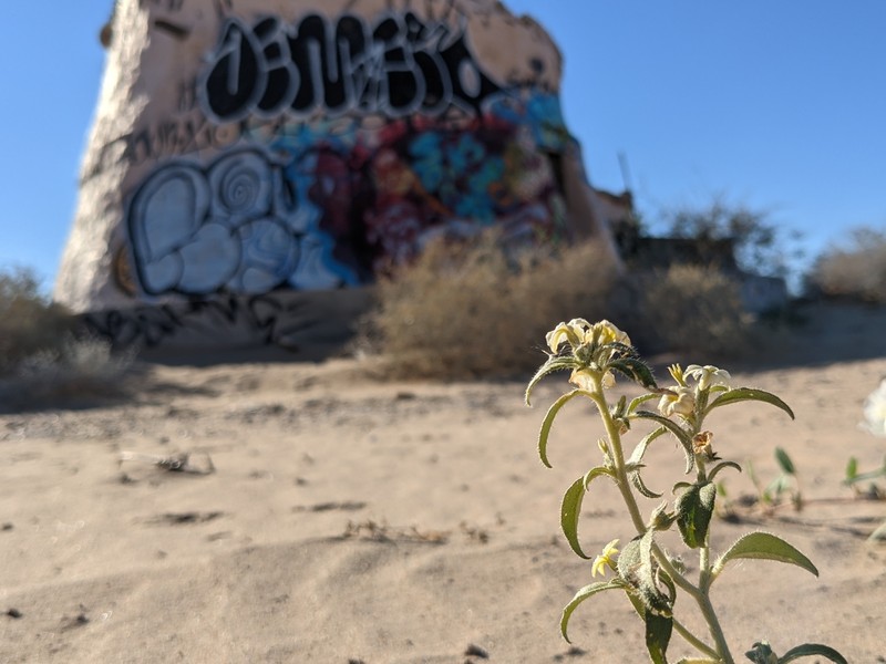 Euploca convolvulacea subsp. californica photo 5
