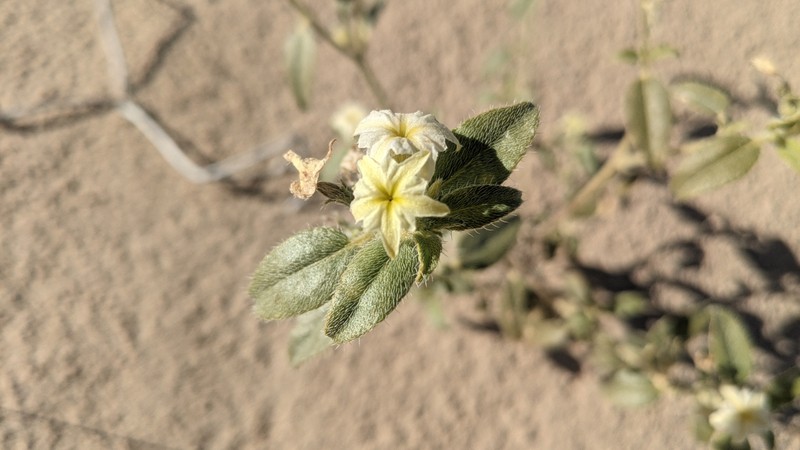 Euploca convolvulacea subsp. californica photo 6