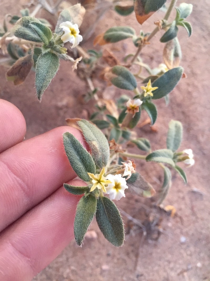 Euploca convolvulacea subsp. californica photo 7