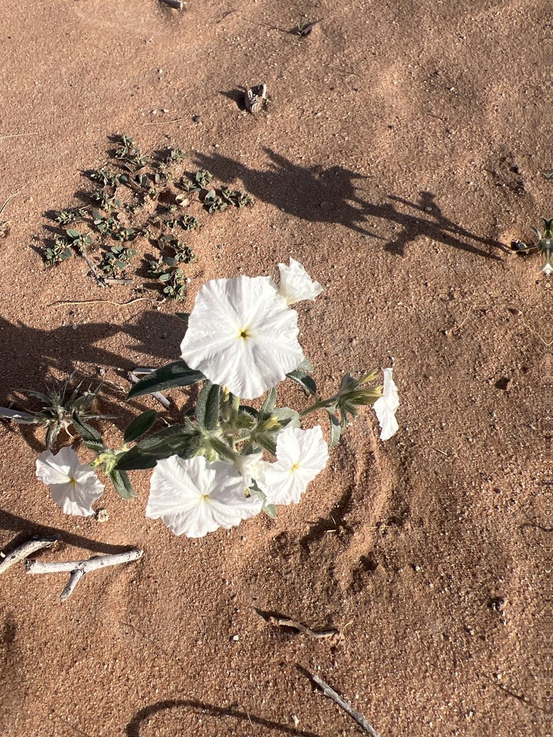 Euploca convolvulacea subsp. convolvulacea