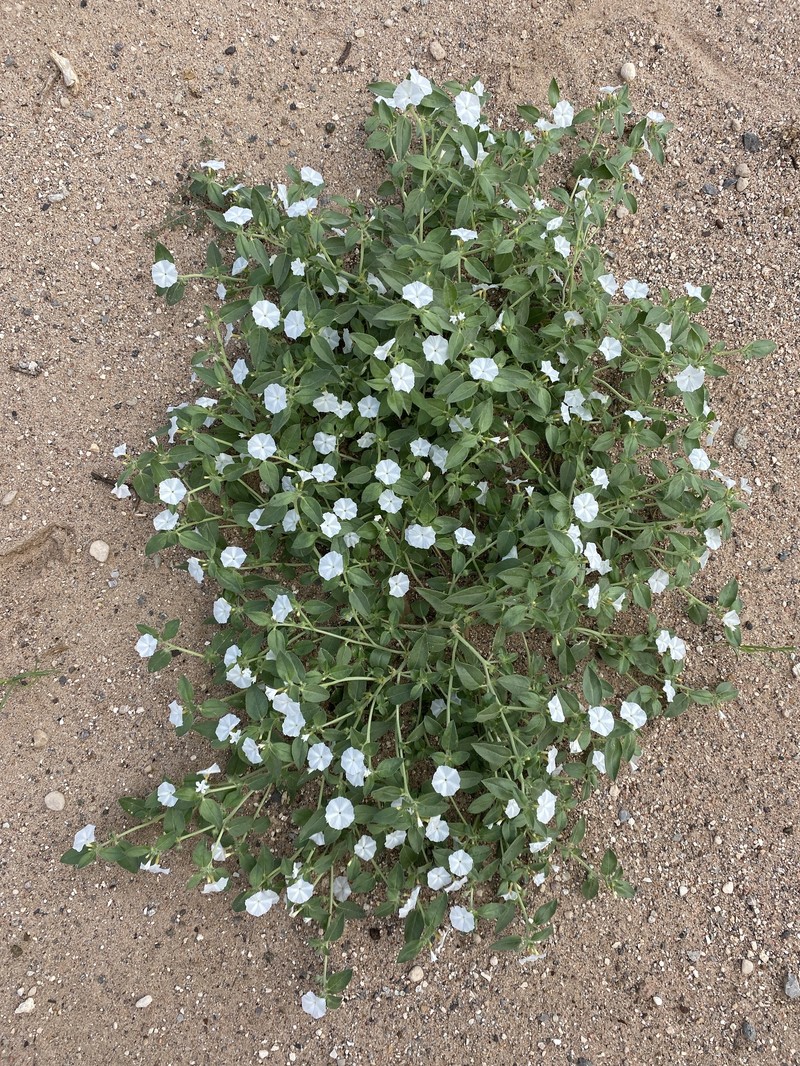 Euploca convolvulacea subsp. convolvulacea photo 3