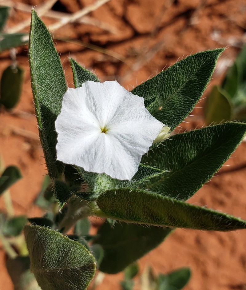 Euploca convolvulacea subsp. convolvulacea photo 4