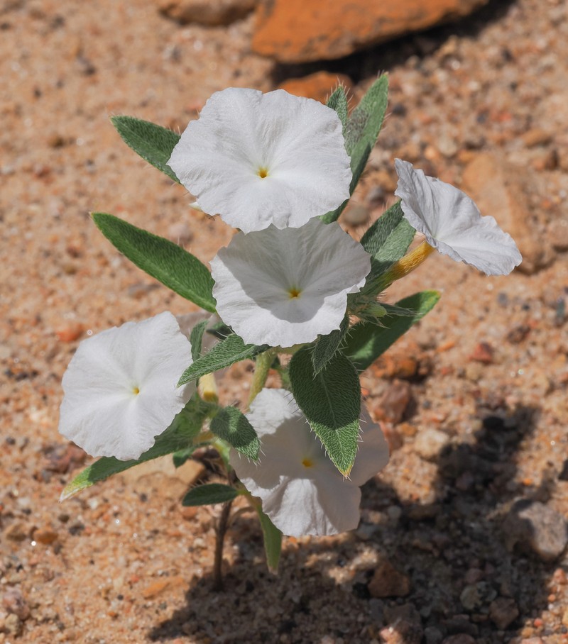 Euploca convolvulacea subsp. convolvulacea photo 5