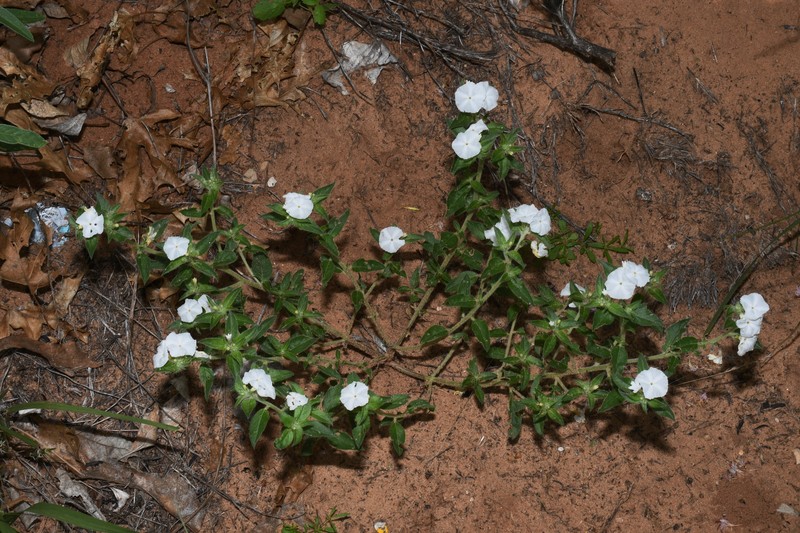 Euploca convolvulacea subsp. convolvulacea photo 6