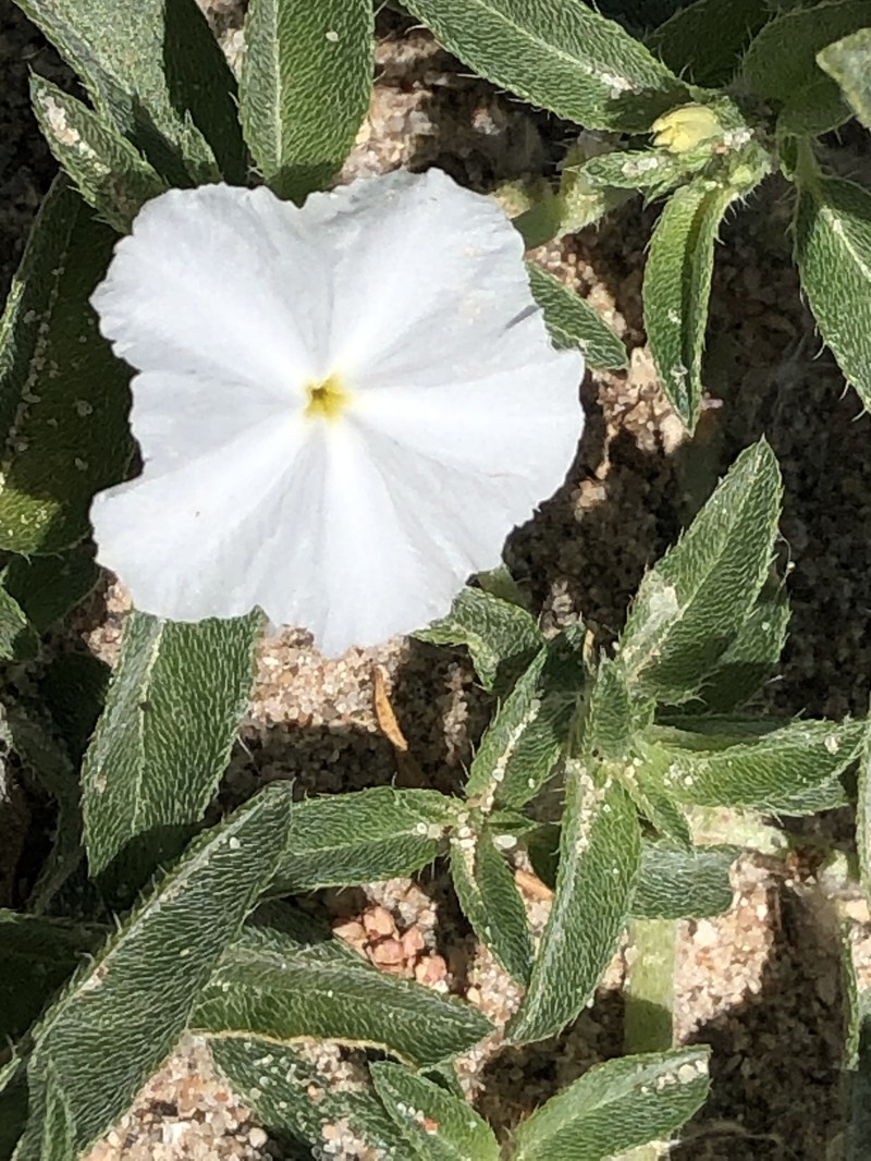 Euploca convolvulacea subsp. convolvulacea photo 7