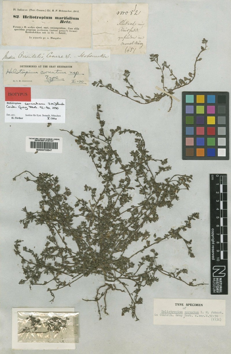 Euploca cornuta