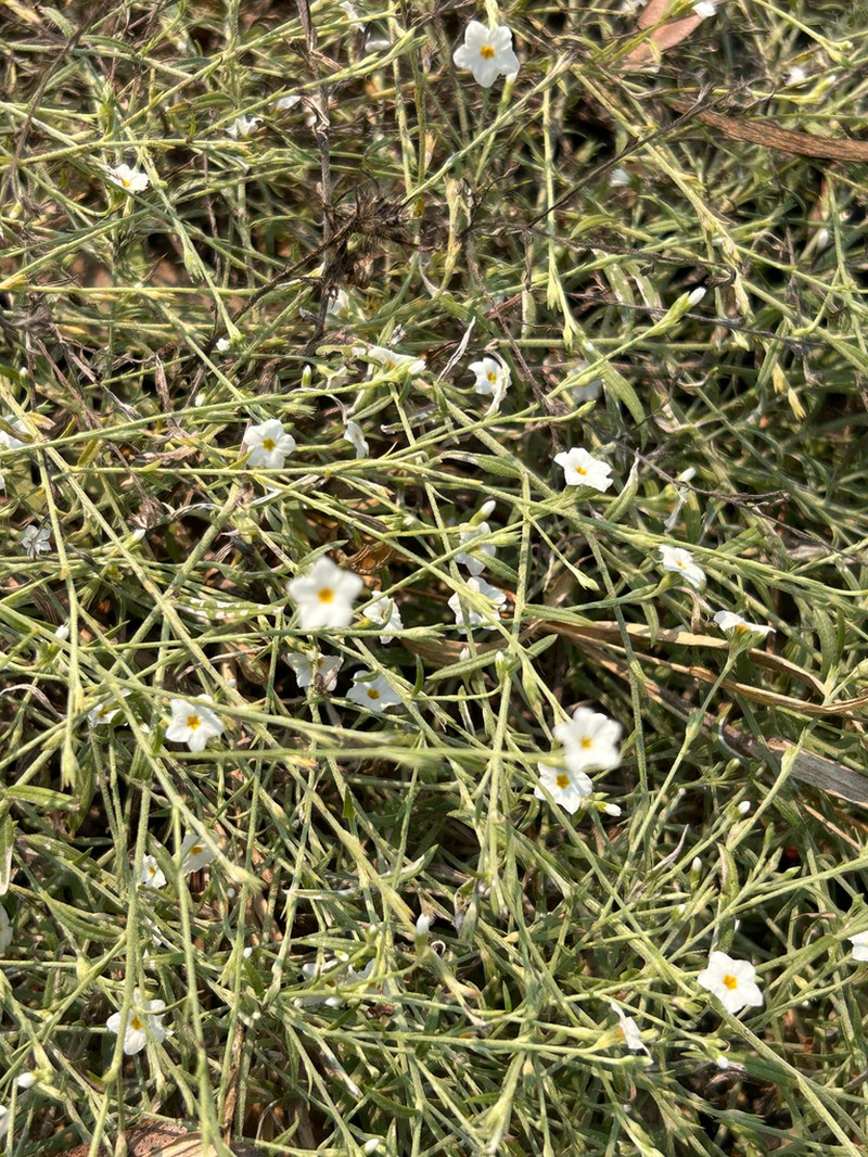 Euploca cracens