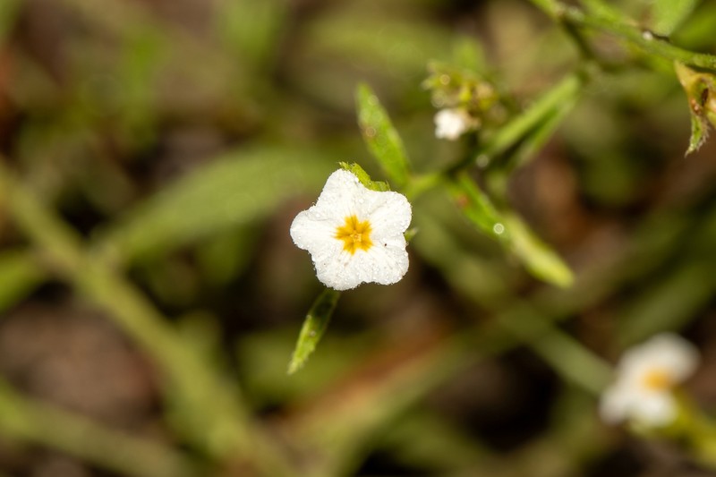 Euploca cracens photo 2
