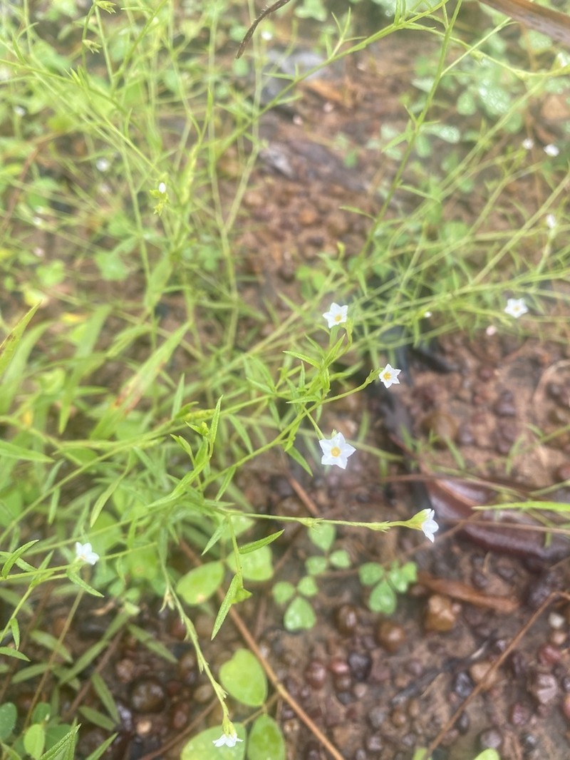 Euploca cracens photo 3