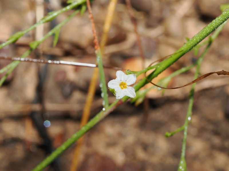 Euploca cracens photo 5