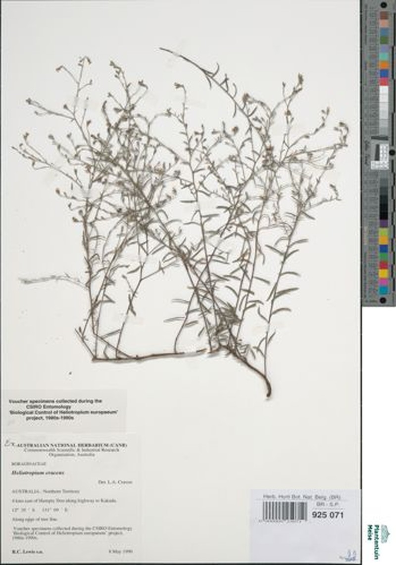 Euploca cracens photo 6