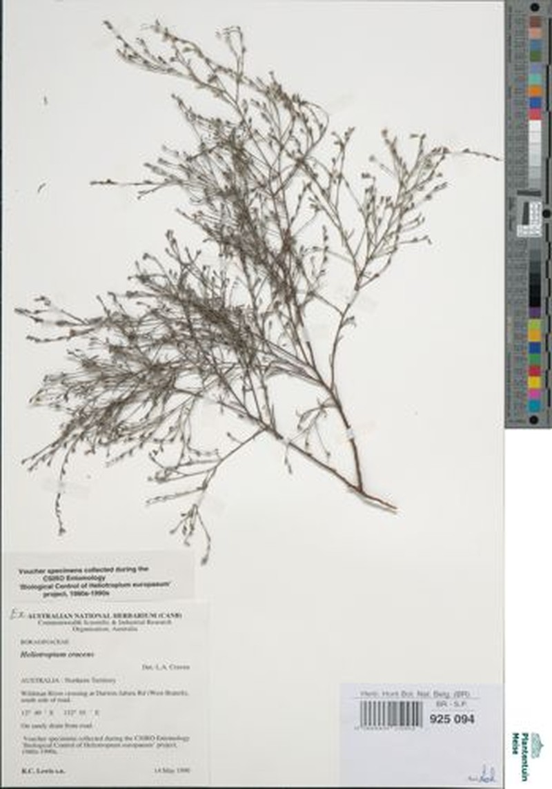 Euploca cracens photo 7