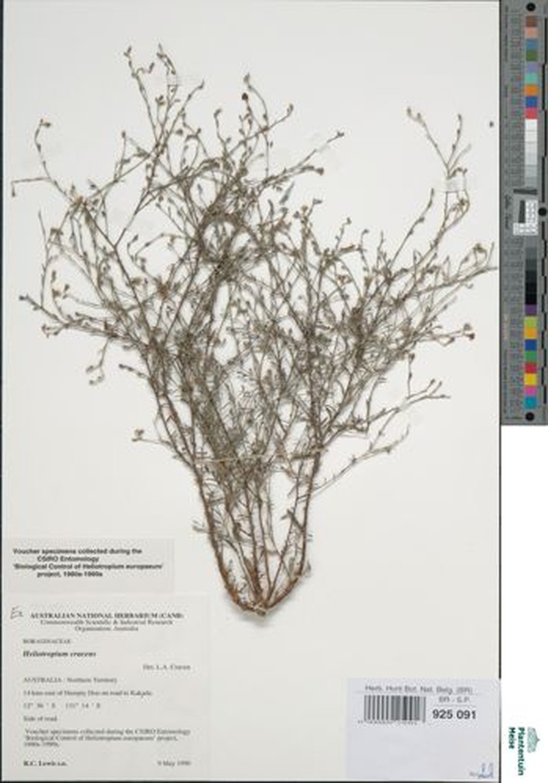 Euploca cracens photo 8