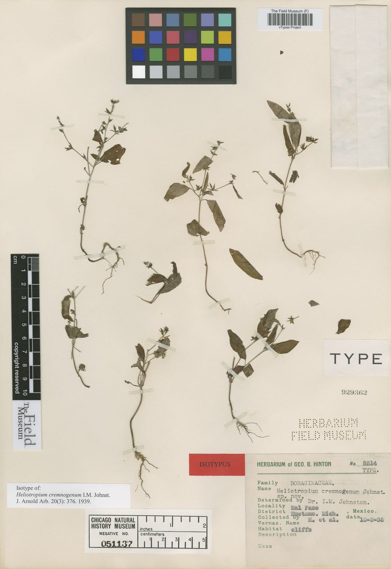 Euploca cremnogena