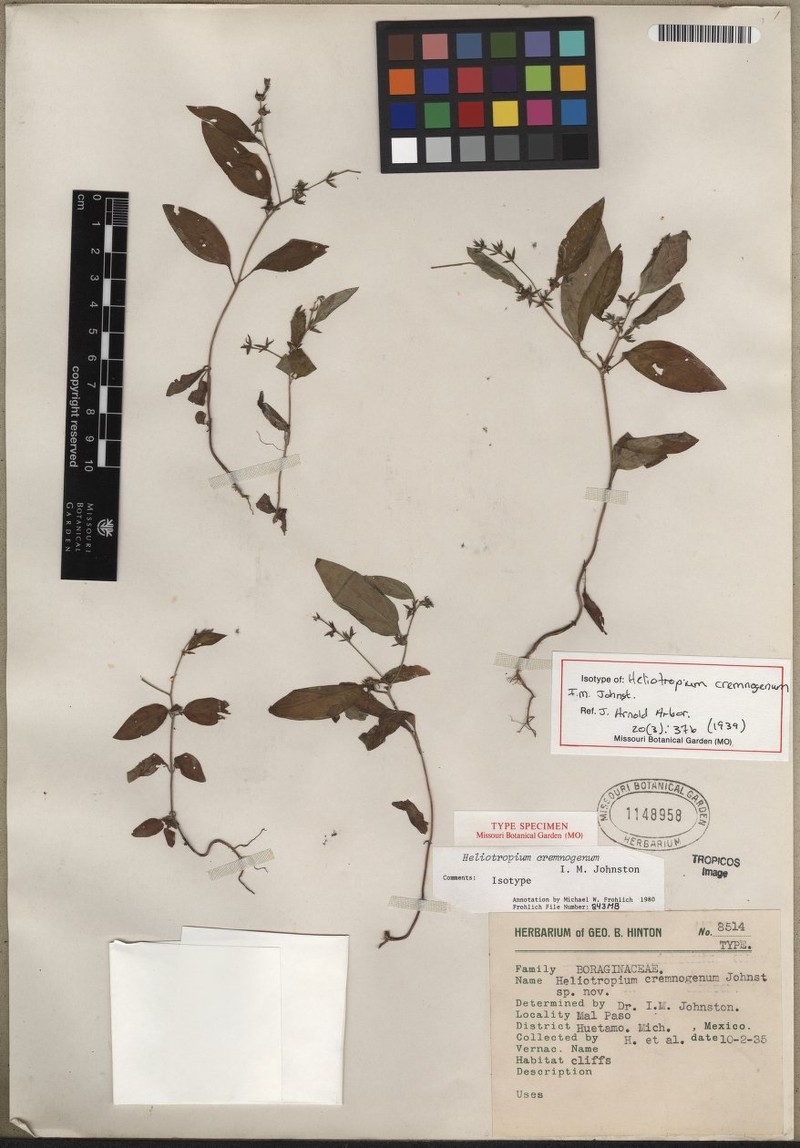 Euploca cremnogena photo 2