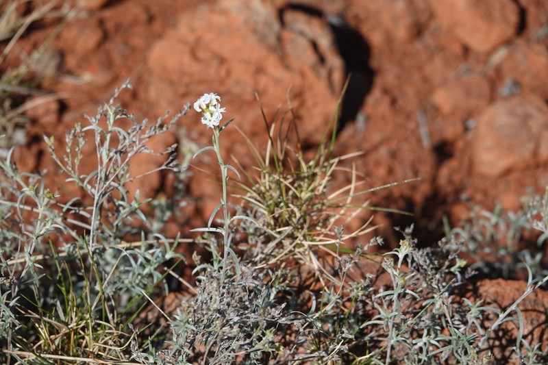 Euploca cunninghamii