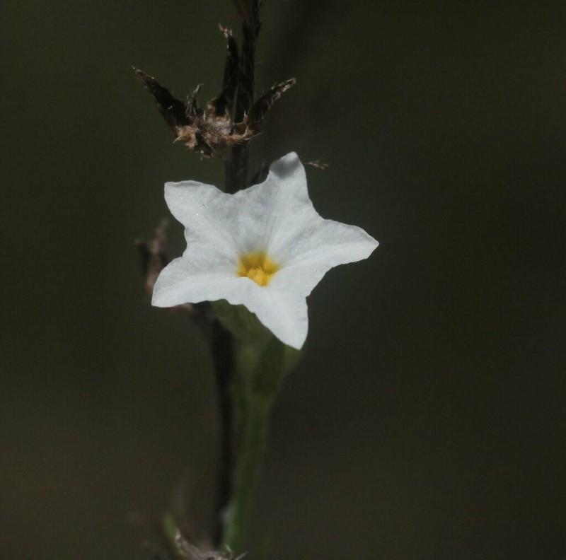 Euploca cunninghamii photo 2