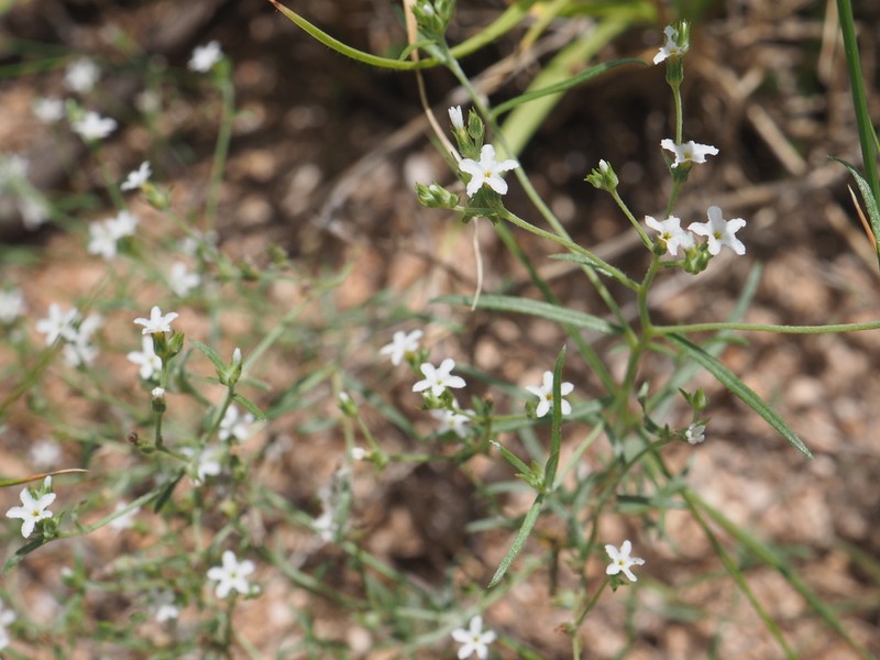 Euploca cunninghamii photo 3