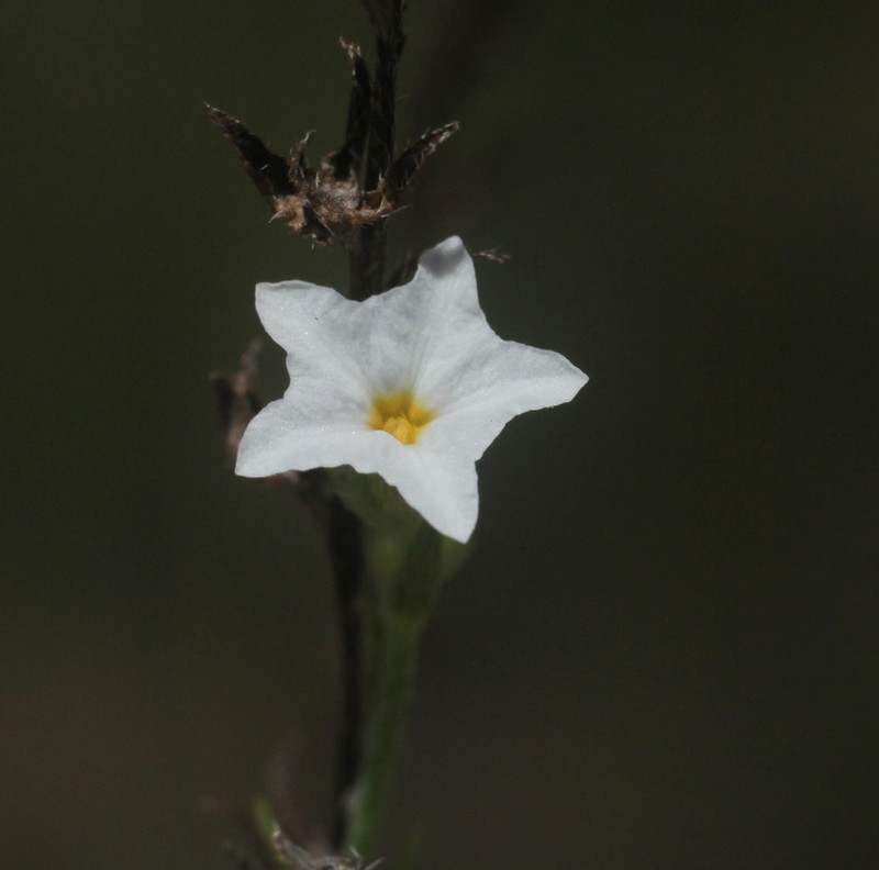 Euploca cunninghamii photo 4