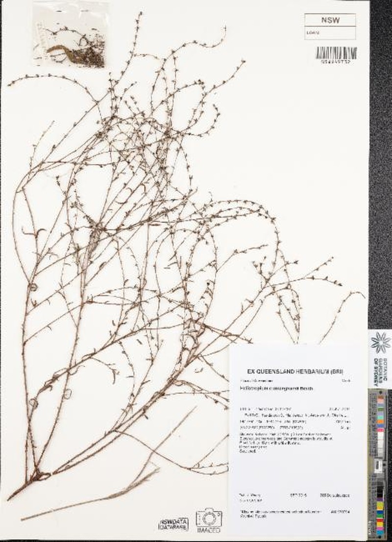Euploca cunninghamii photo 5