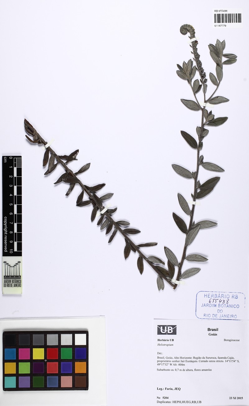 Euploca decorticans