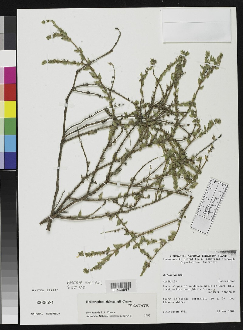 Euploca delestangii
