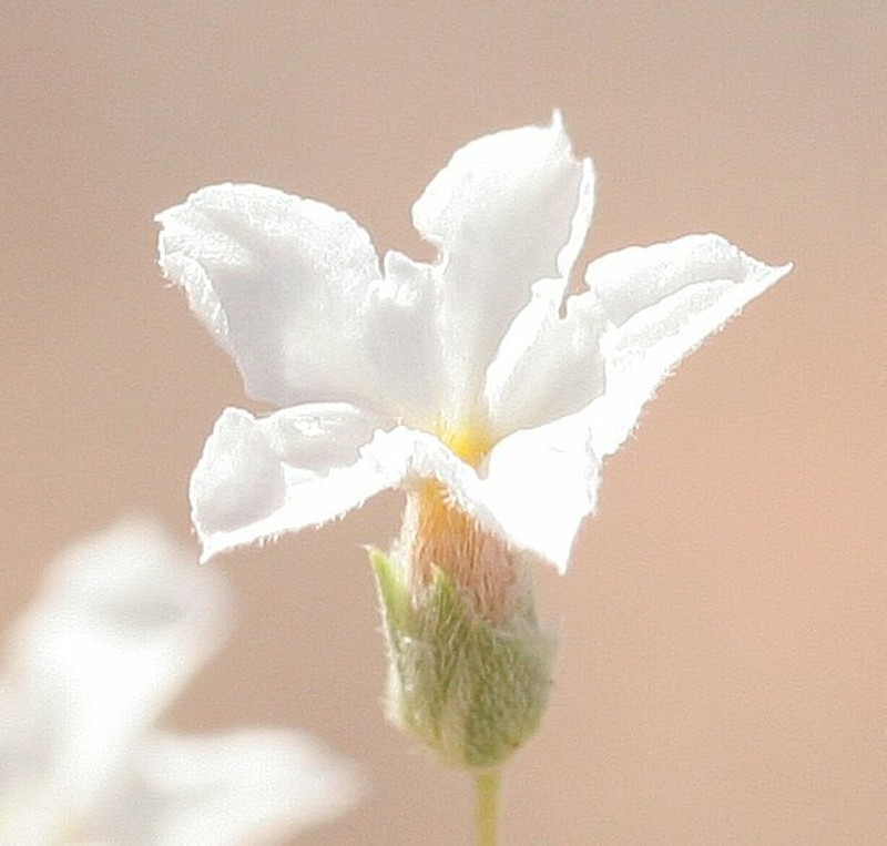 Euploca dichotoma photo 2