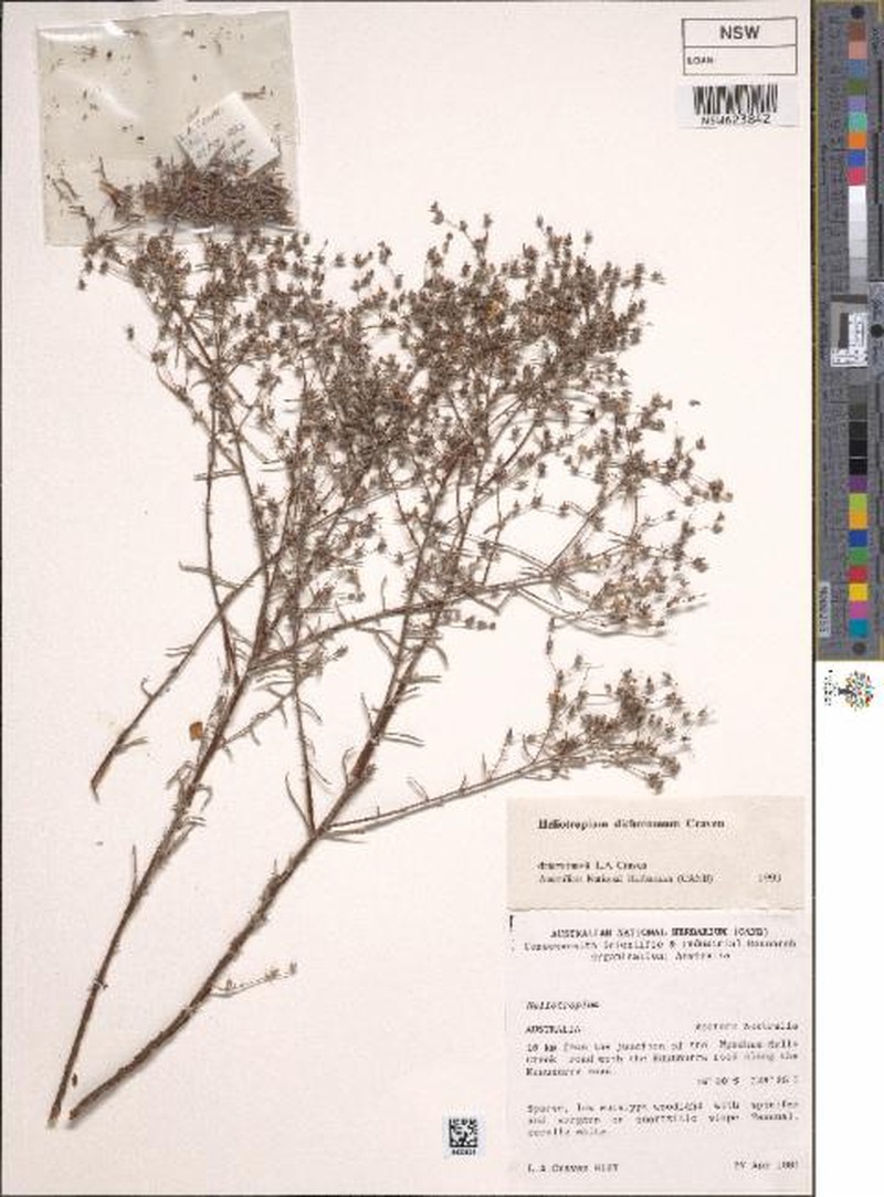 Euploca dichotoma photo 3