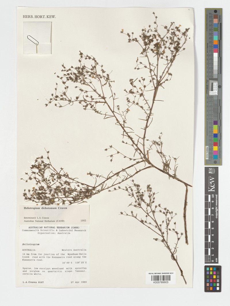 Euploca dichotoma photo 4
