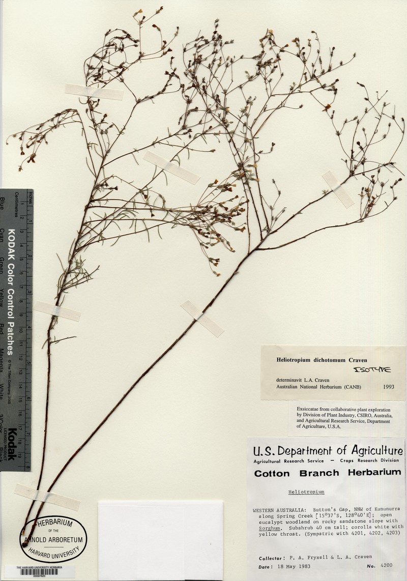 Euploca dichotoma photo 5