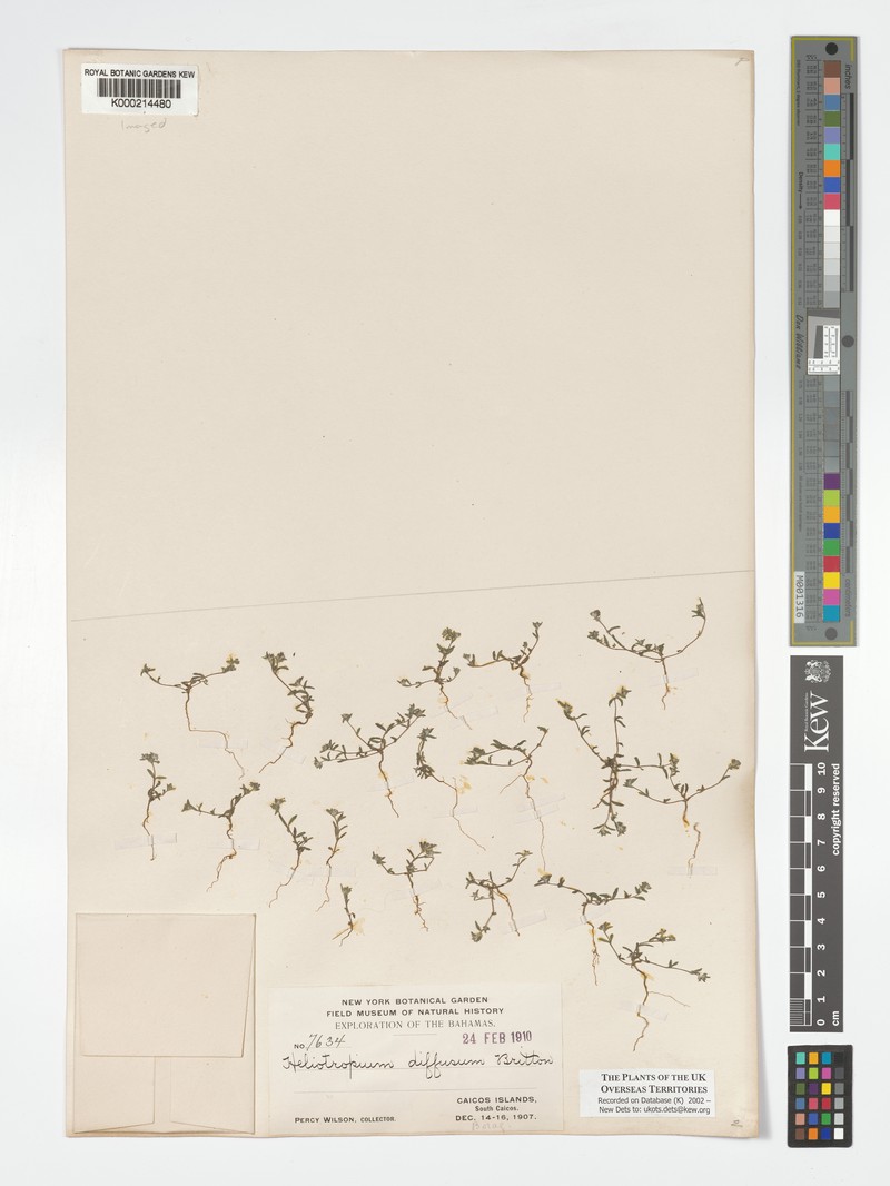 Euploca diffusa