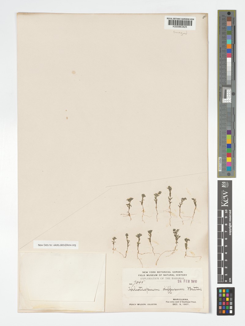 Euploca diffusa photo 2