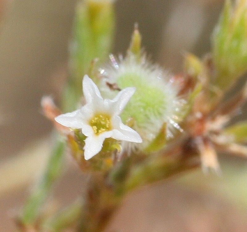 Euploca diversifolia