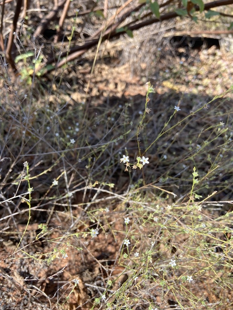 Euploca diversifolia photo 2