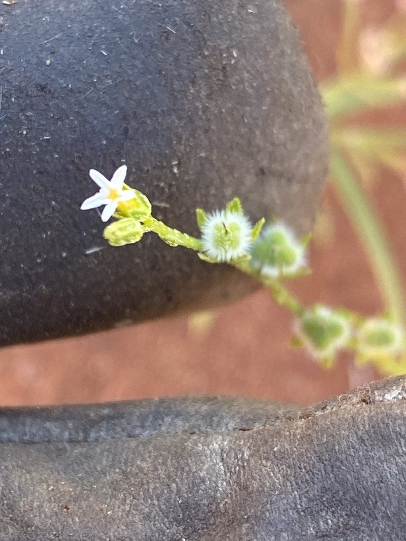 Euploca diversifolia photo 3