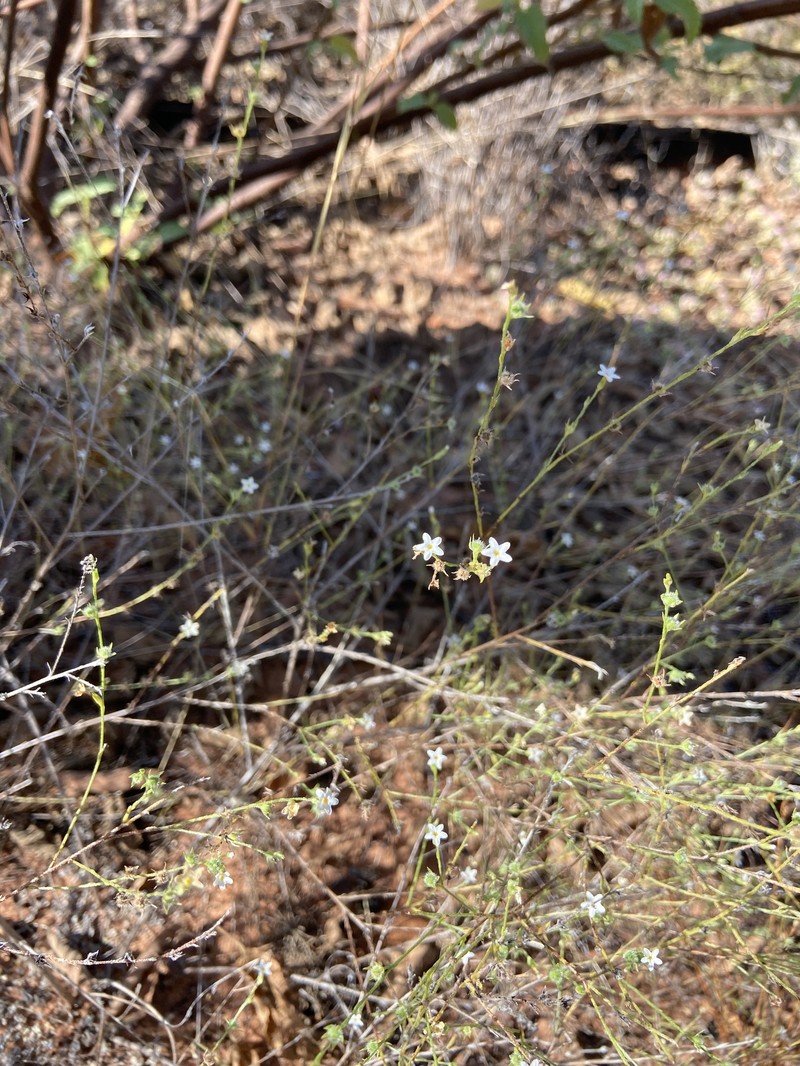 Euploca diversifolia photo 4