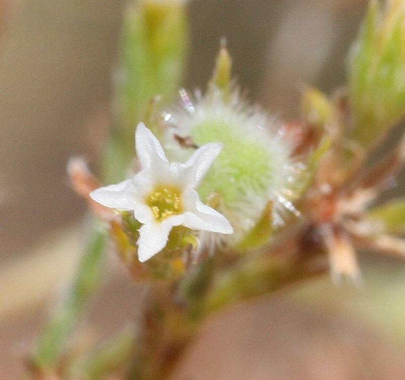 Euploca diversifolia photo 5