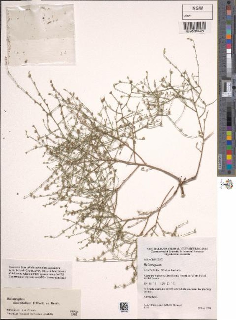 Euploca diversifolia photo 6