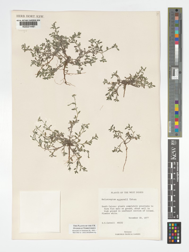 Euploca eggersii