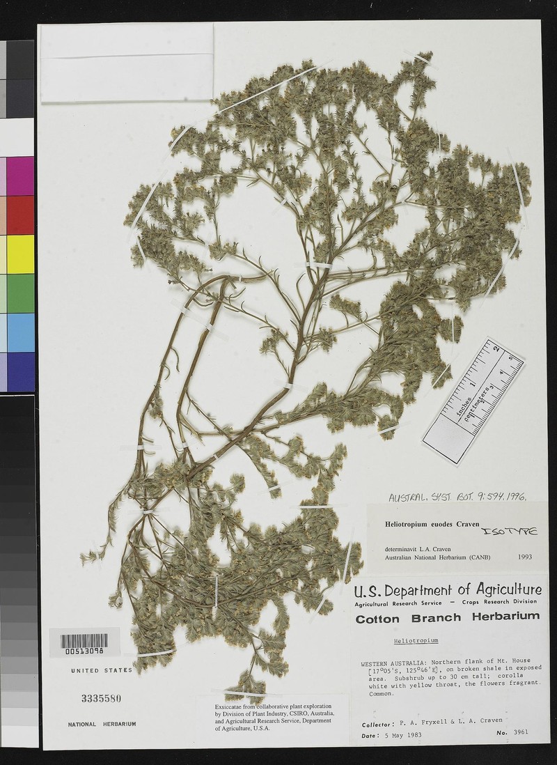 Euploca euodes