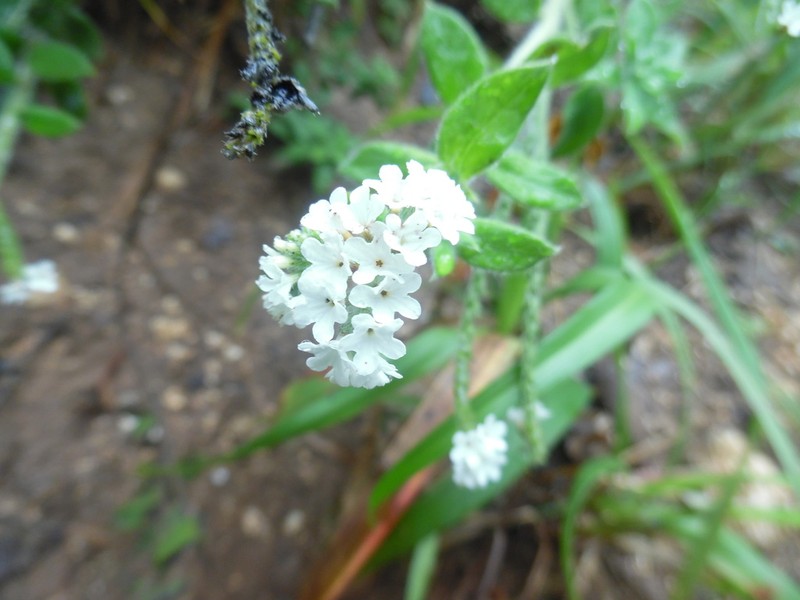 Euploca fallax photo 7